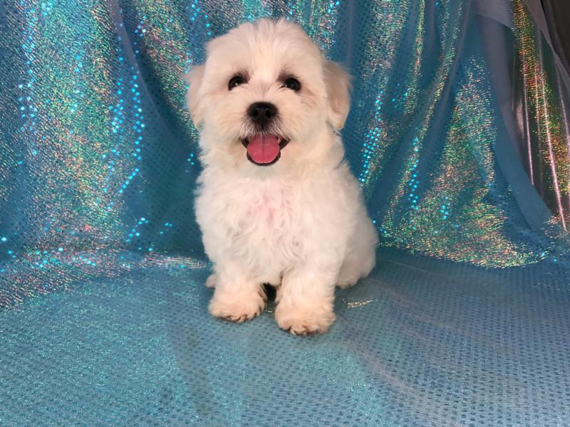 White With Light Apricot Ears-Male Shih tzu Bichon Born 5-30-2017 $875